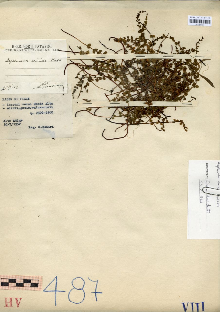 Asplenium viride Hudson - erbario, Erbario Tre Venezie, Erbario Tre Venezie (1952/07/30)