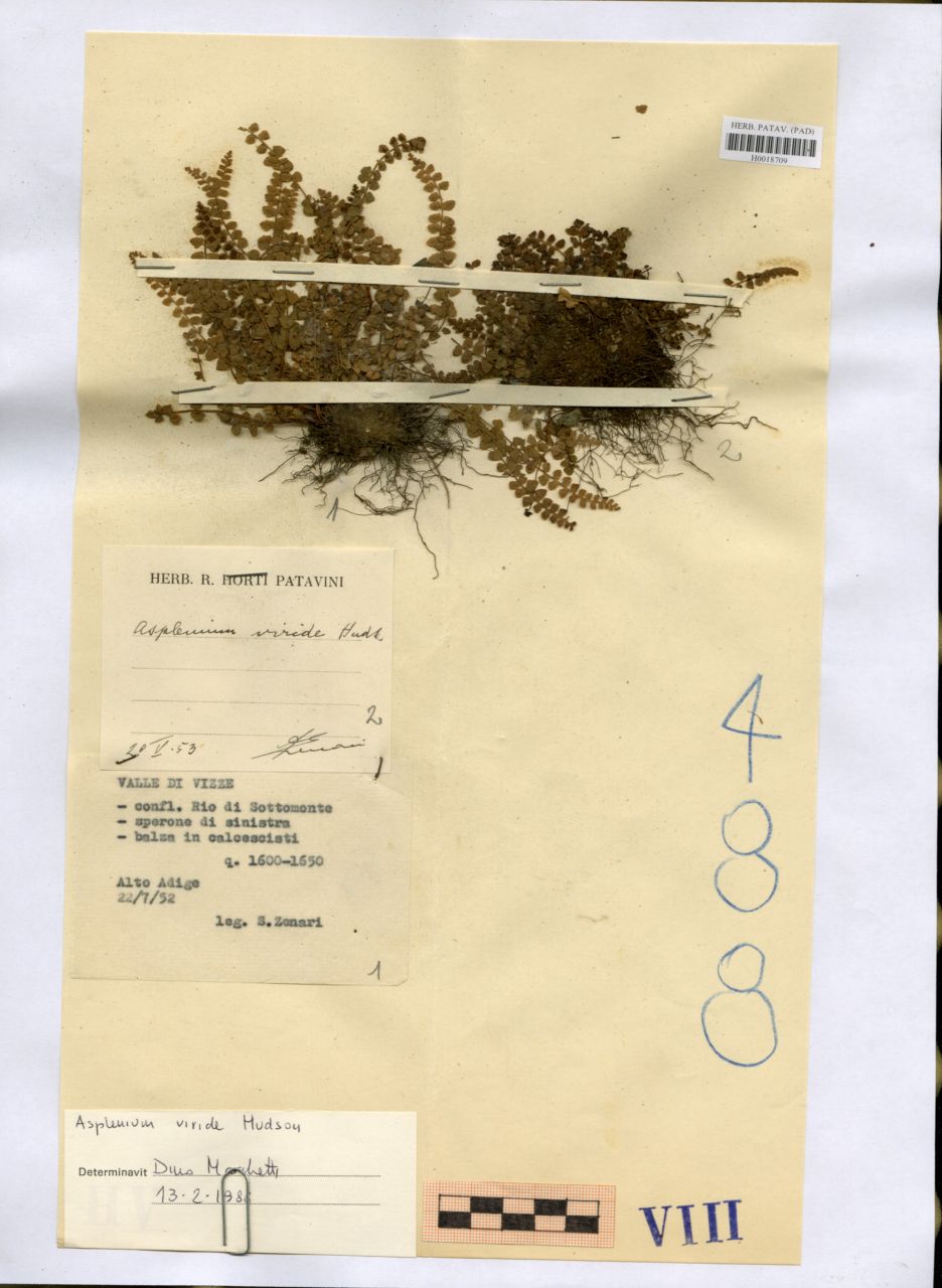 Asplenium viride Hudson - erbario, Erbario Tre Venezie, Erbario Tre Venezie (1952/07/22)