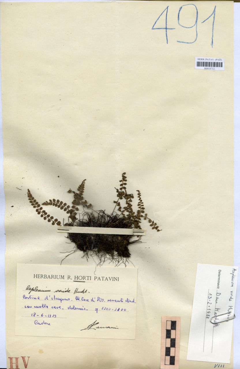 Asplenium viride Hudson - erbario, Erbario Tre Venezie, Erbario Tre Venezie (1939/06/18)