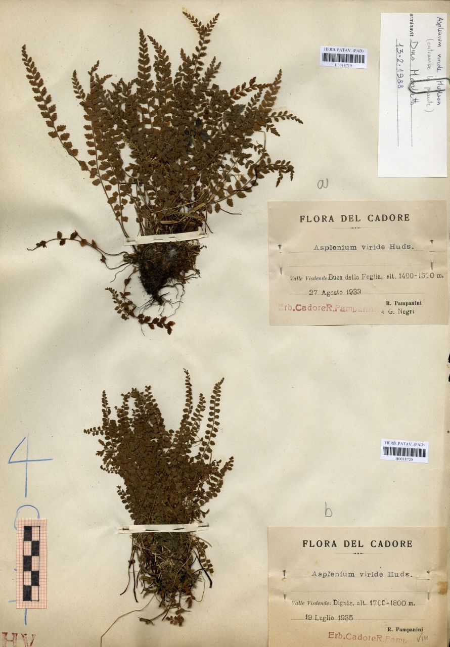 Asplenium viride Hudson - erbario, Erbario Tre Venezie, Erbario Tre Venezie (1935/07/19)