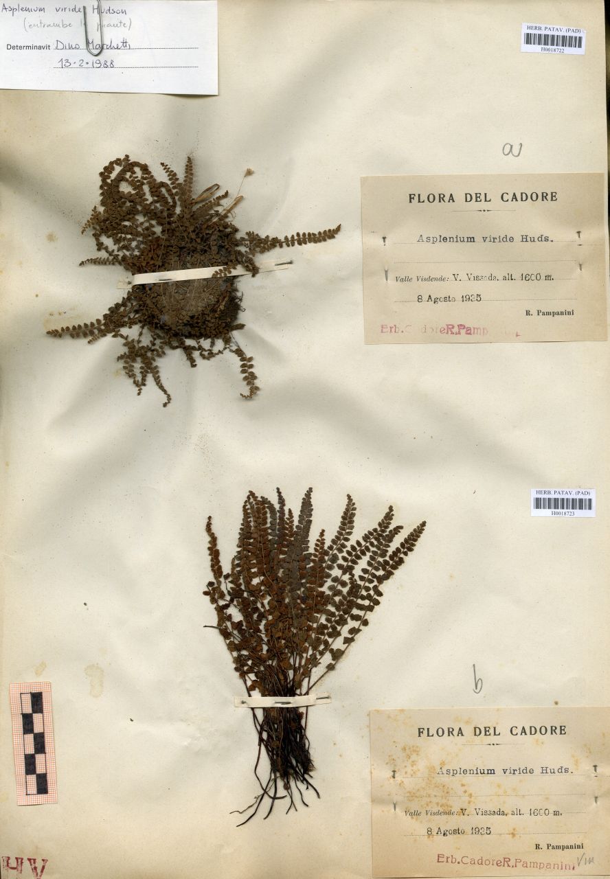 Asplenium viride Hudson - erbario, Erbario Tre Venezie, Erbario Tre Venezie (1935/08/08)