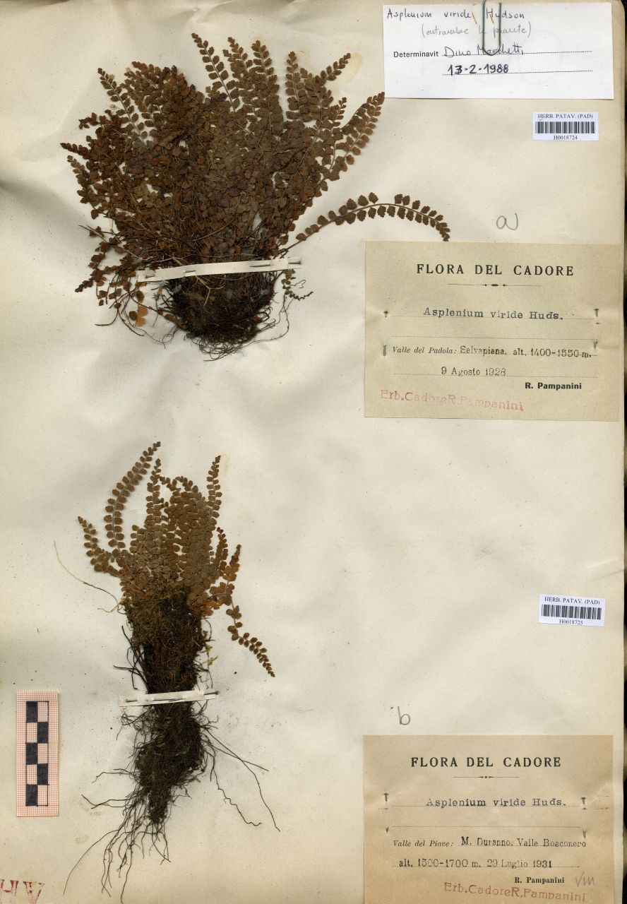 Asplenium viride Hudson - erbario, Erbario Tre Venezie, Erbario Tre Venezie (1928/08/09)
