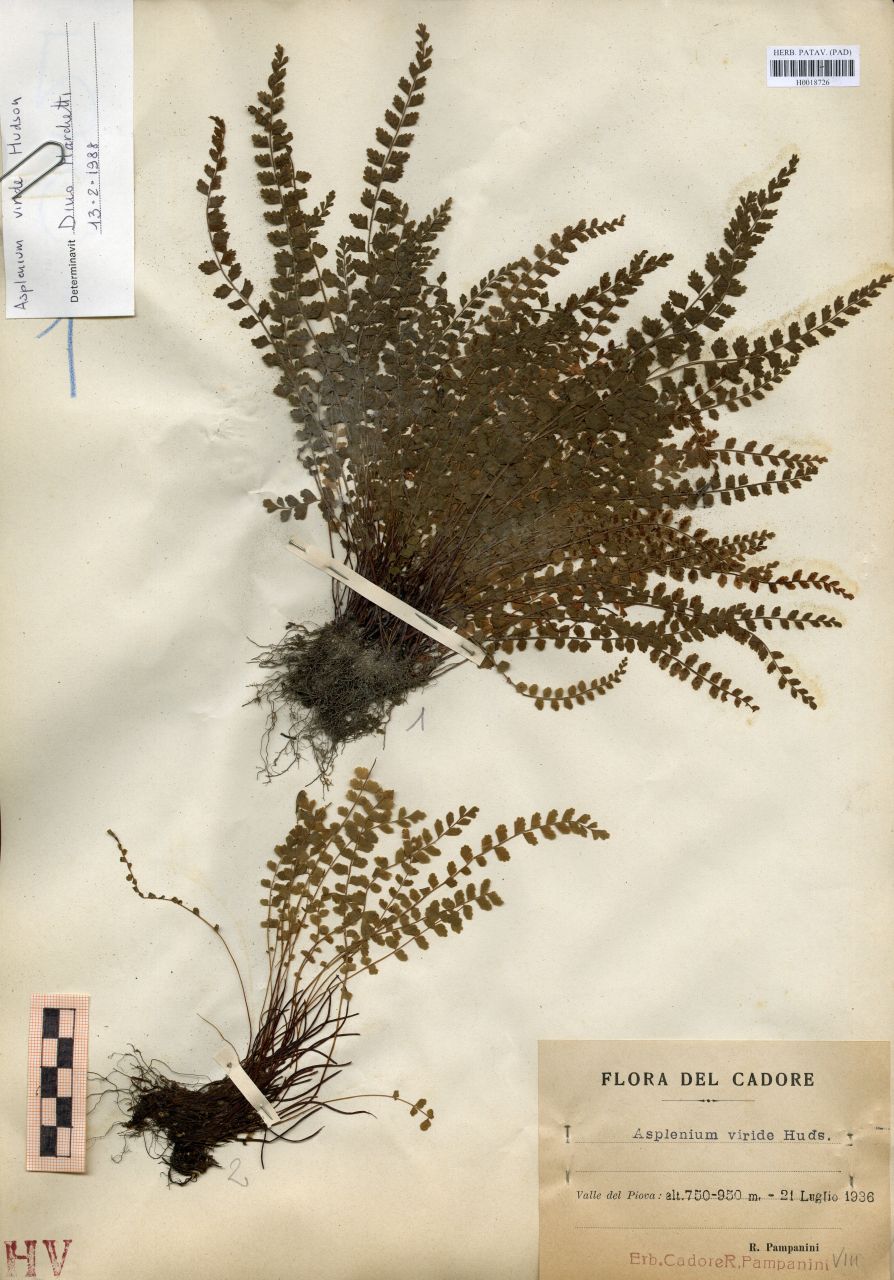 Asplenium viride Hudson - erbario, Erbario Tre Venezie, Erbario Tre Venezie (1936/07/21)
