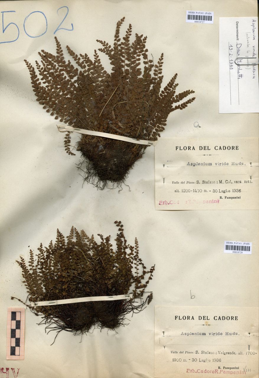 Asplenium viride Hudson - erbario, Erbario Tre Venezie, Erbario Tre Venezie (1936/07/30)