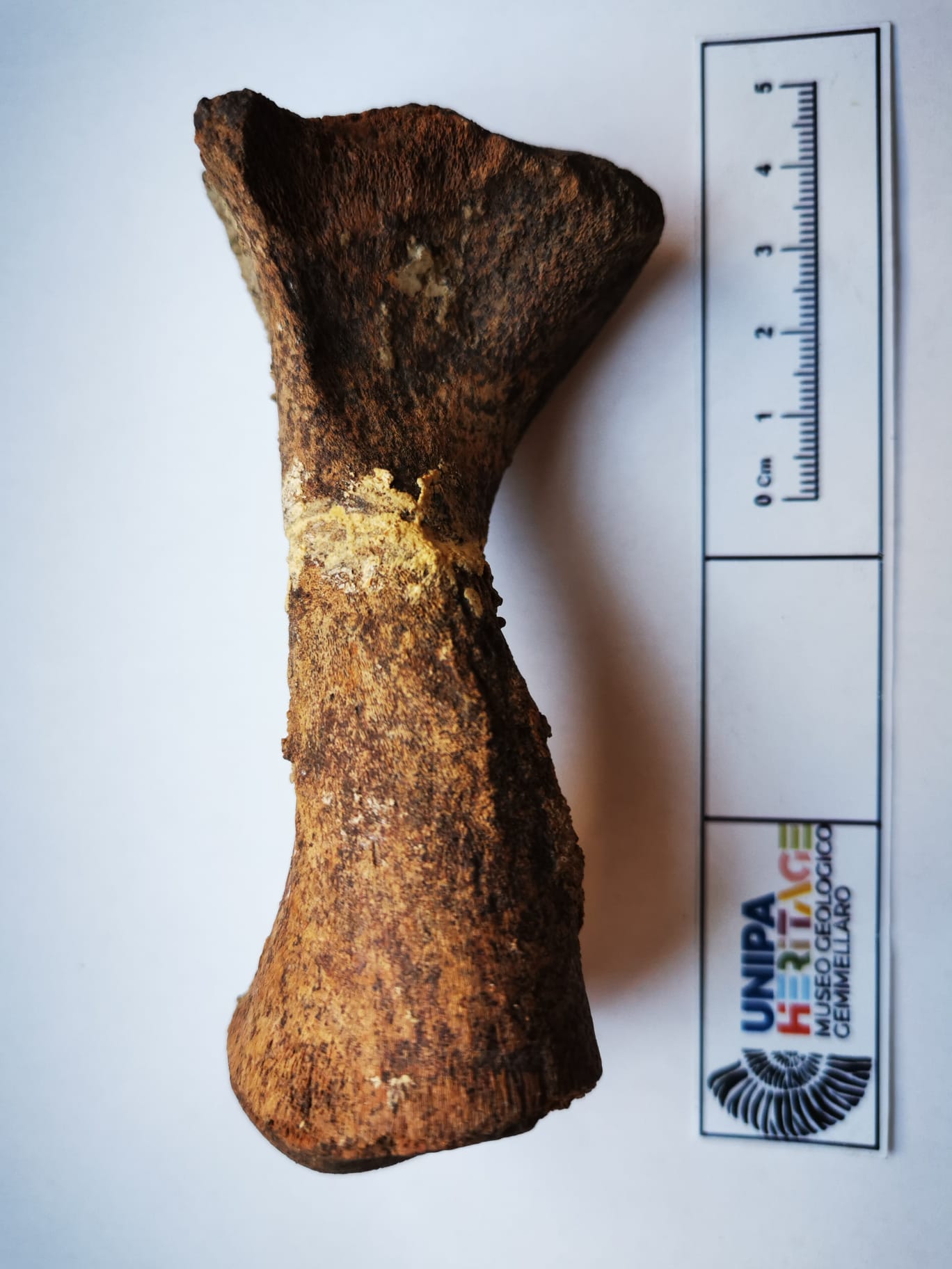 fossile (Omero giovanile di Hippopotamus pentlandi, esemplare)