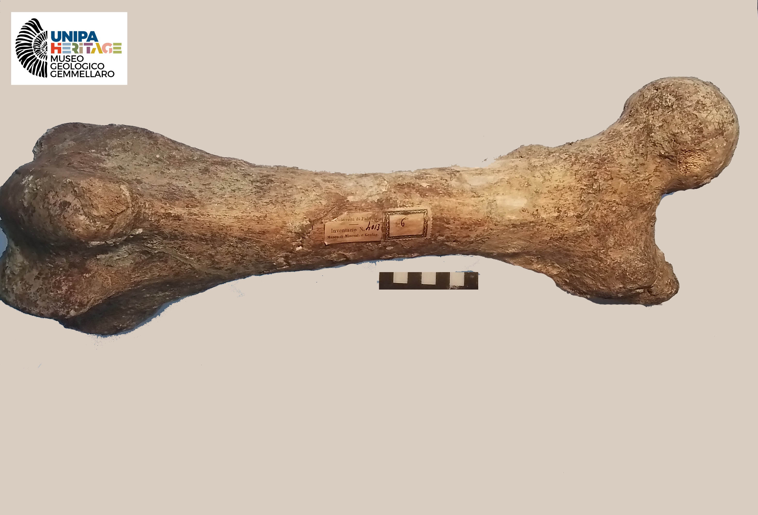 fossile (Femore sinistro di Hippopotamus pentlandi, esemplare)