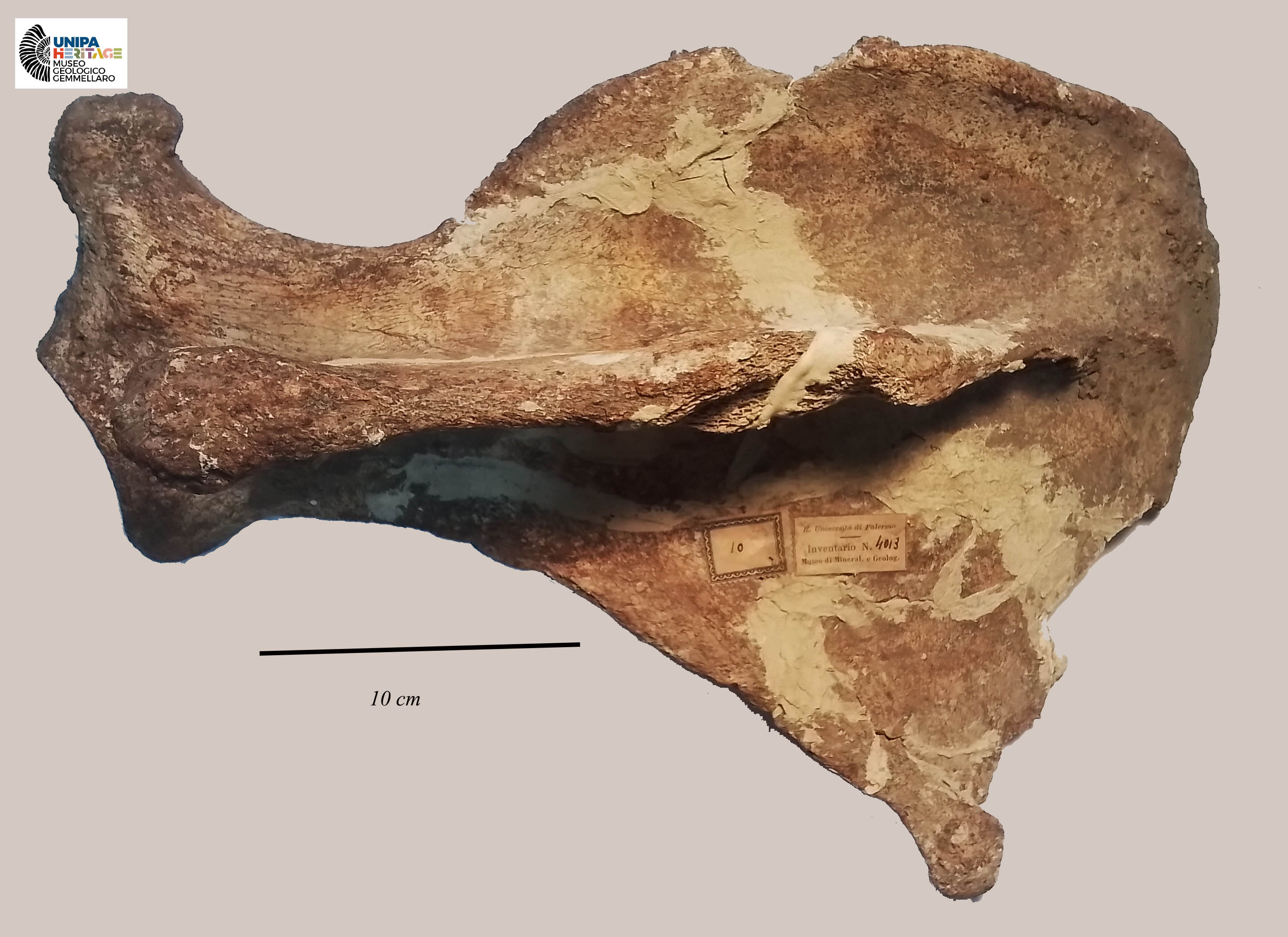 fossile (Scapola sinistra di Hippopotamus pentlandi, esemplare)