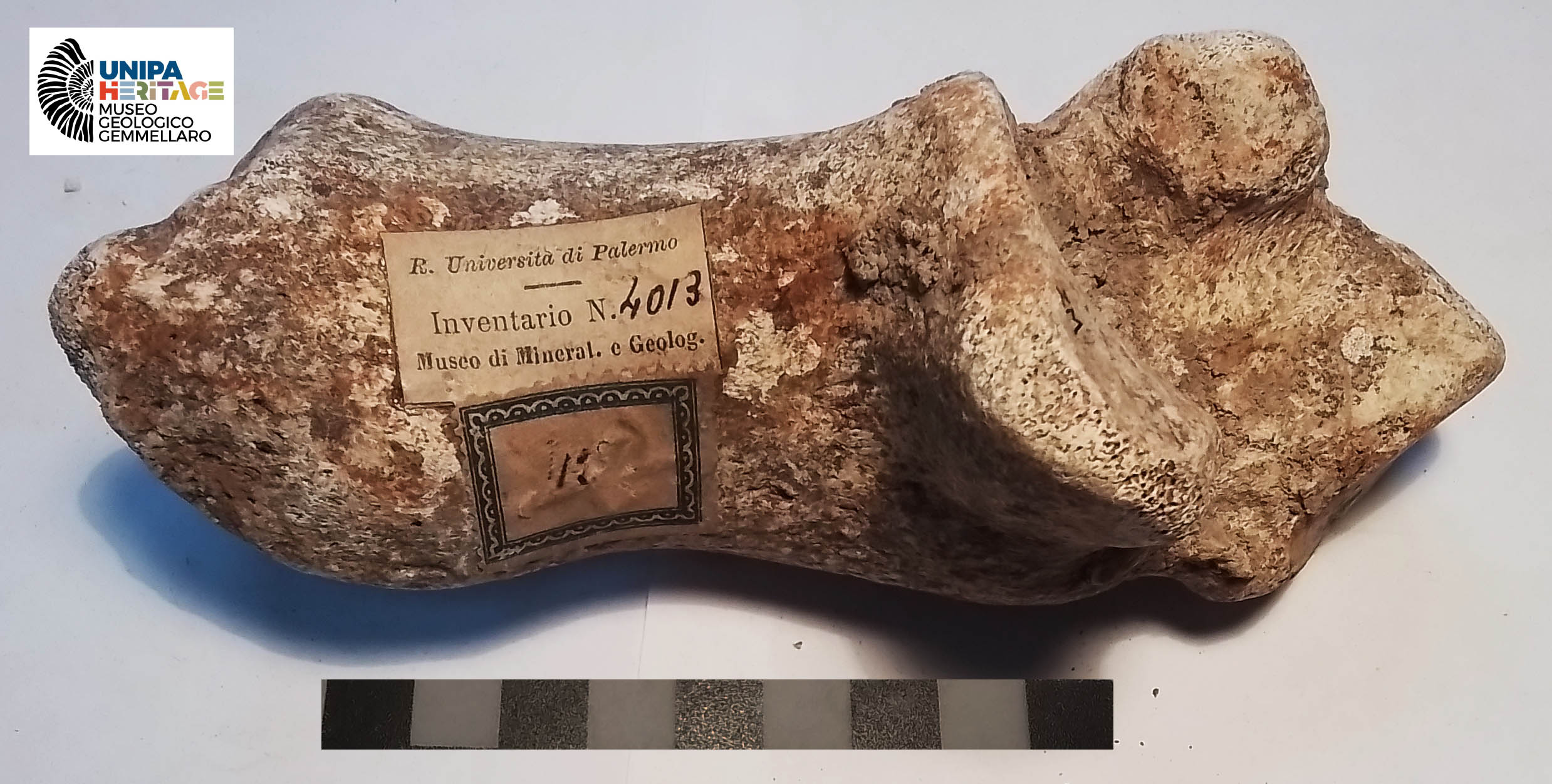 fossile (Calcagno sinistro di Hippopotamus pentlandi, esemplare)