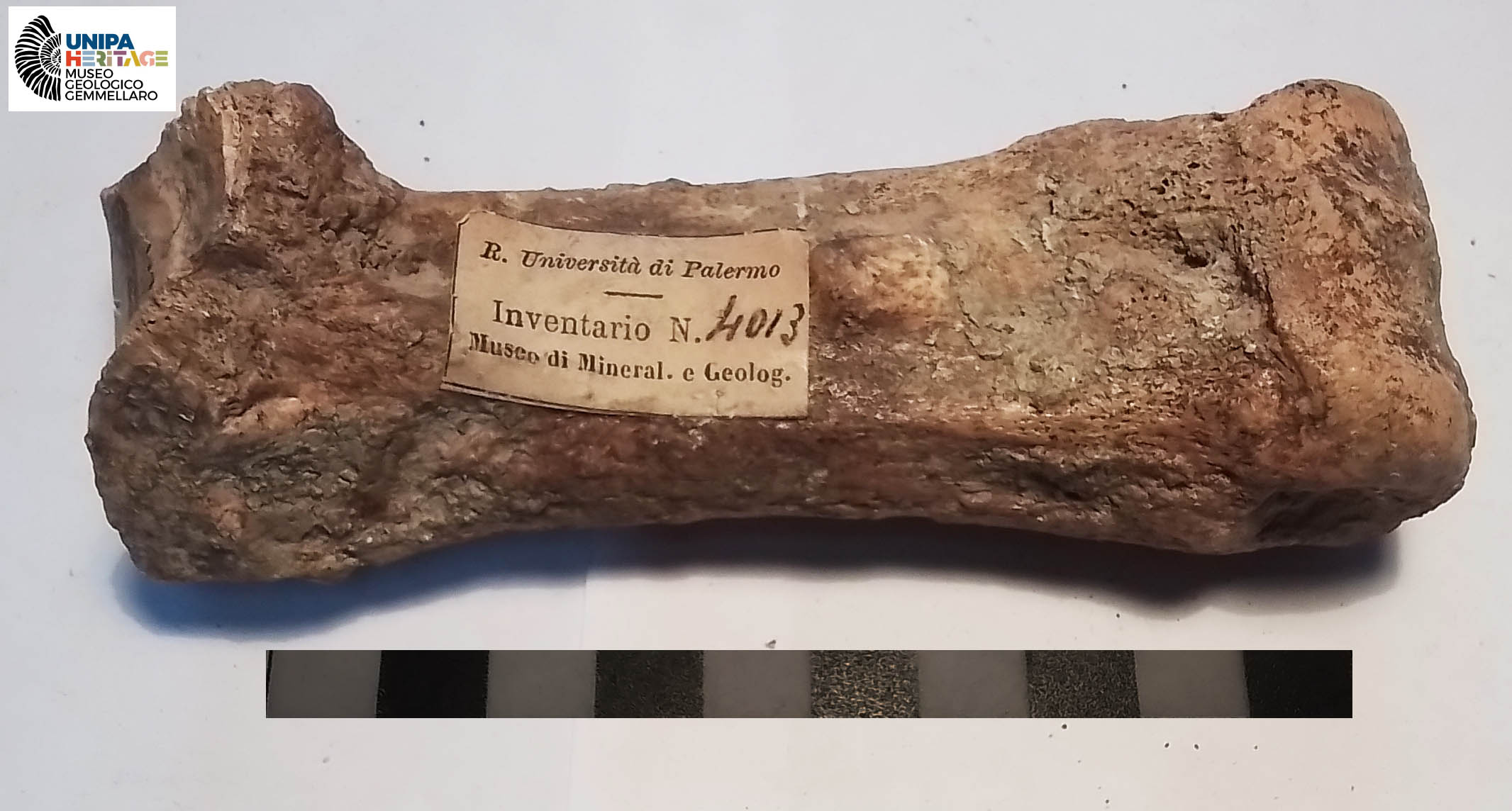 fossile (Terzo metacarpale destro di Hippopotamus pentlandi, esemplare)