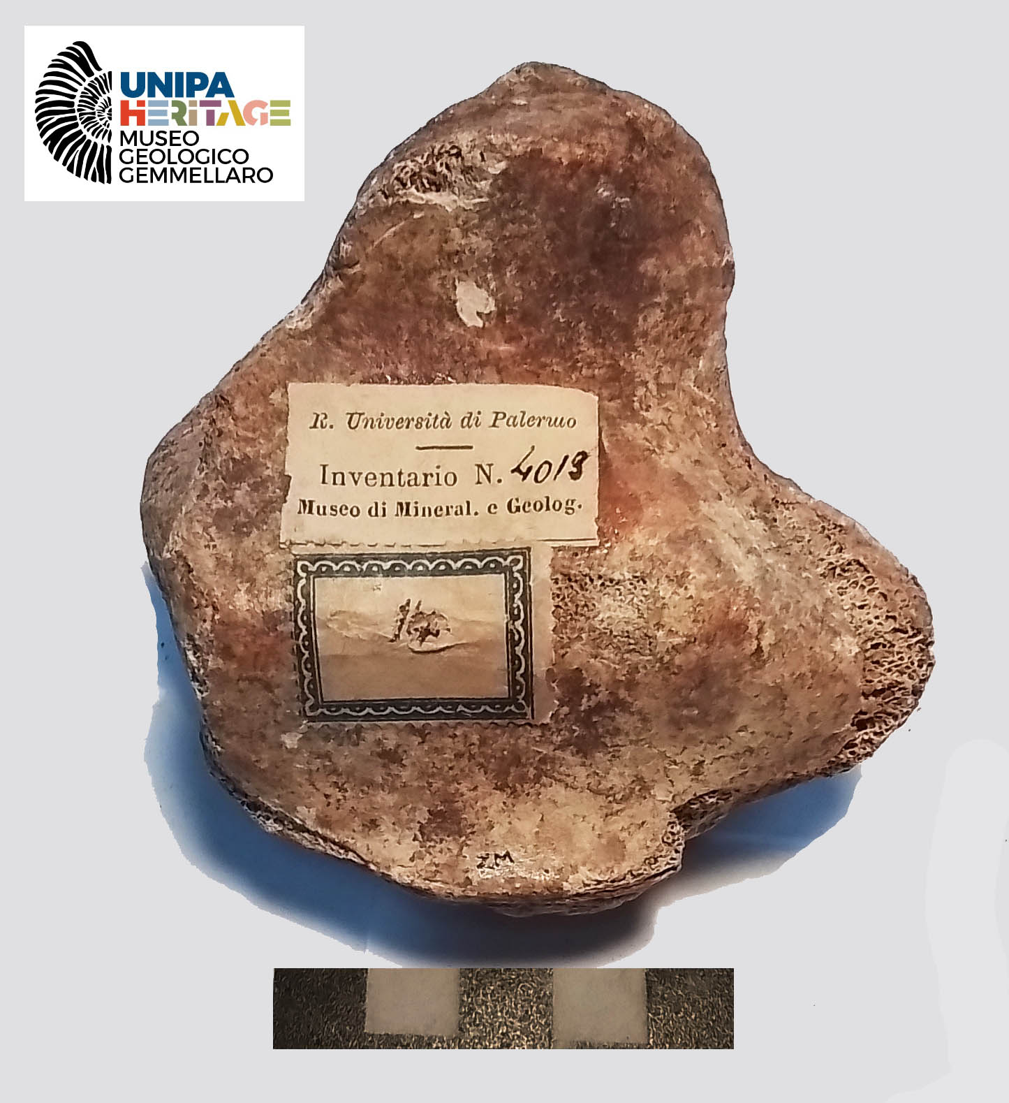 fossile (Rotula sinistra di Hippopotamus pentlandi, esemplare)