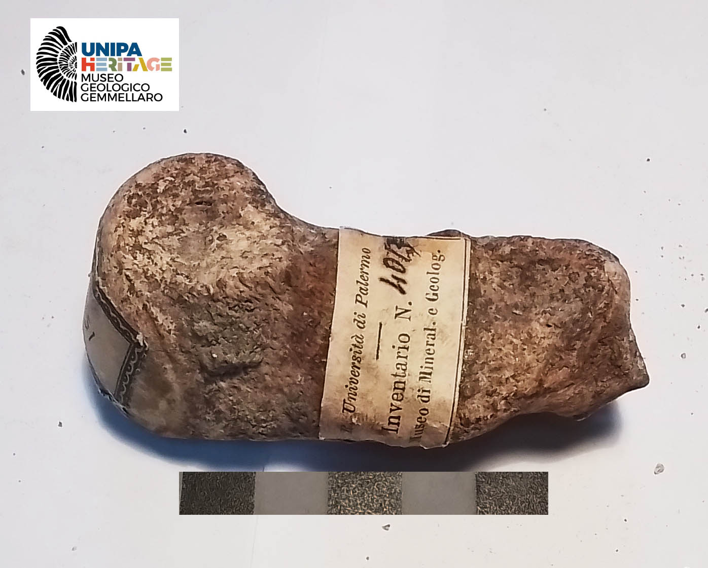 fossile (Secondo metatarsale sinistro di Hippopotamus pentlandi, esemplare)