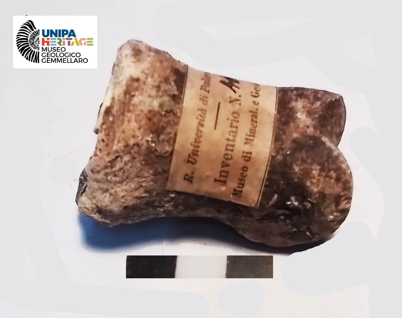 fossile (Prima falange anteriore di Hippopotamus pentlandi, esemplare)