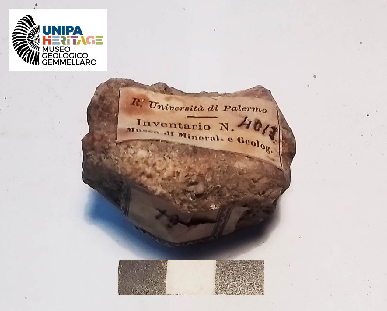 fossile (Terza falange di Hippopotamus pentlandi, esemplare)