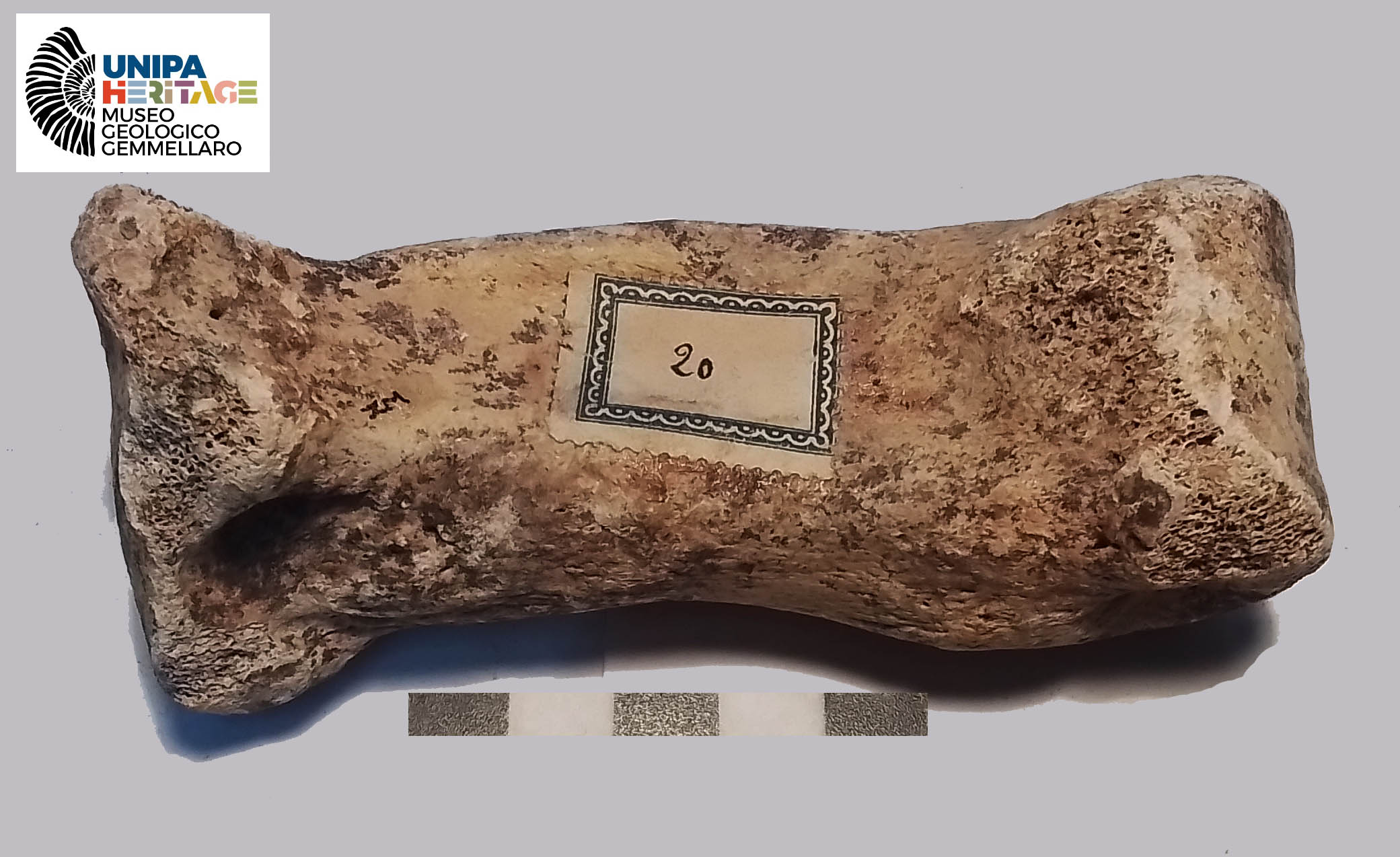 fossile (Quarto metacarpale sinistro di Hippopotamus pentlandi, esemplare)