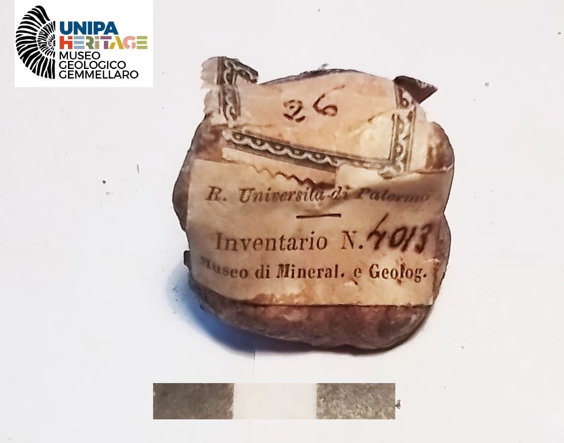 fossile (Terza falange di Hippopotamus pentlandi, esemplare)