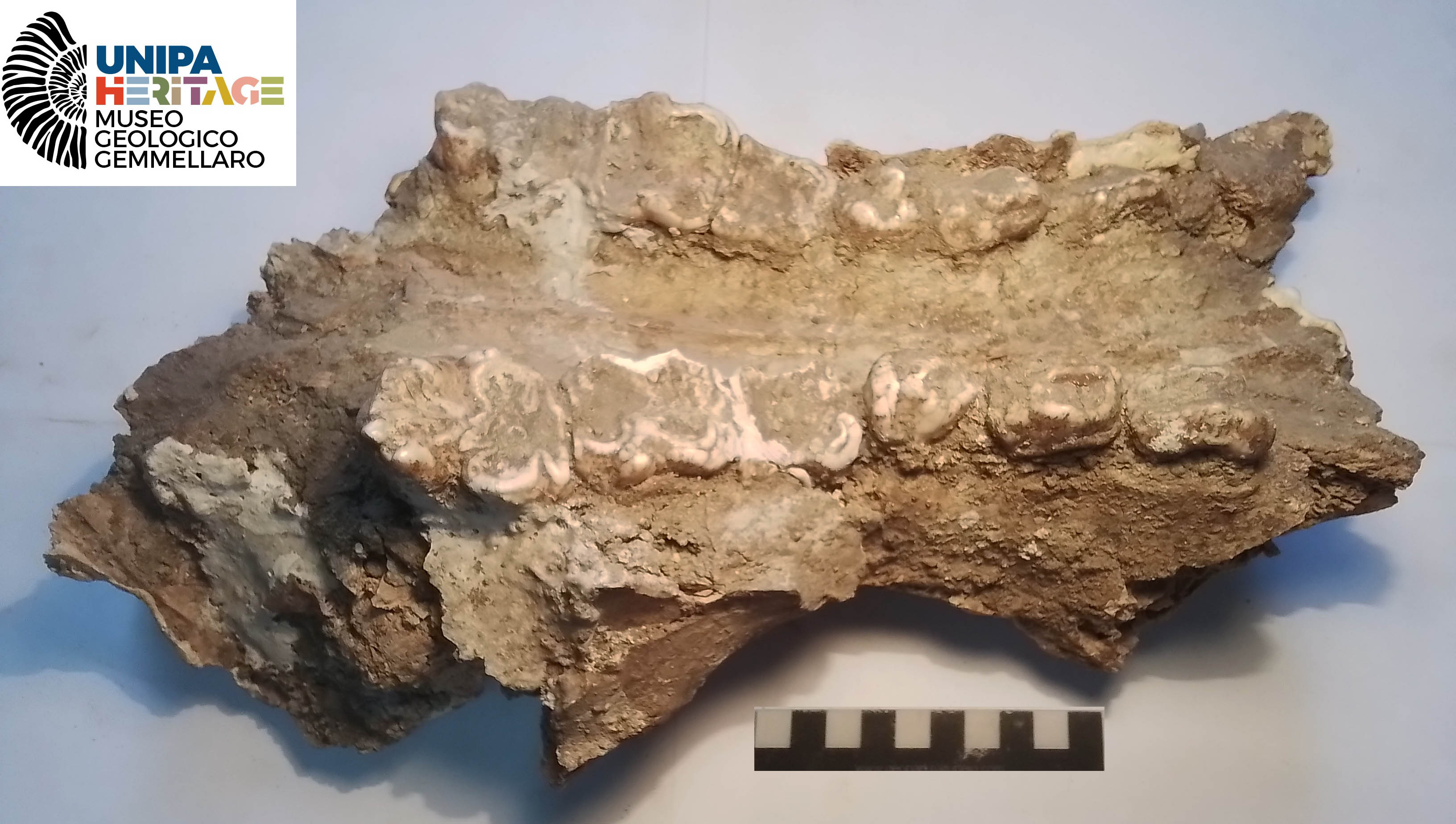 fossile (Porzione palatina intera con molari di Hippopotamus pentlandi, esemplare)