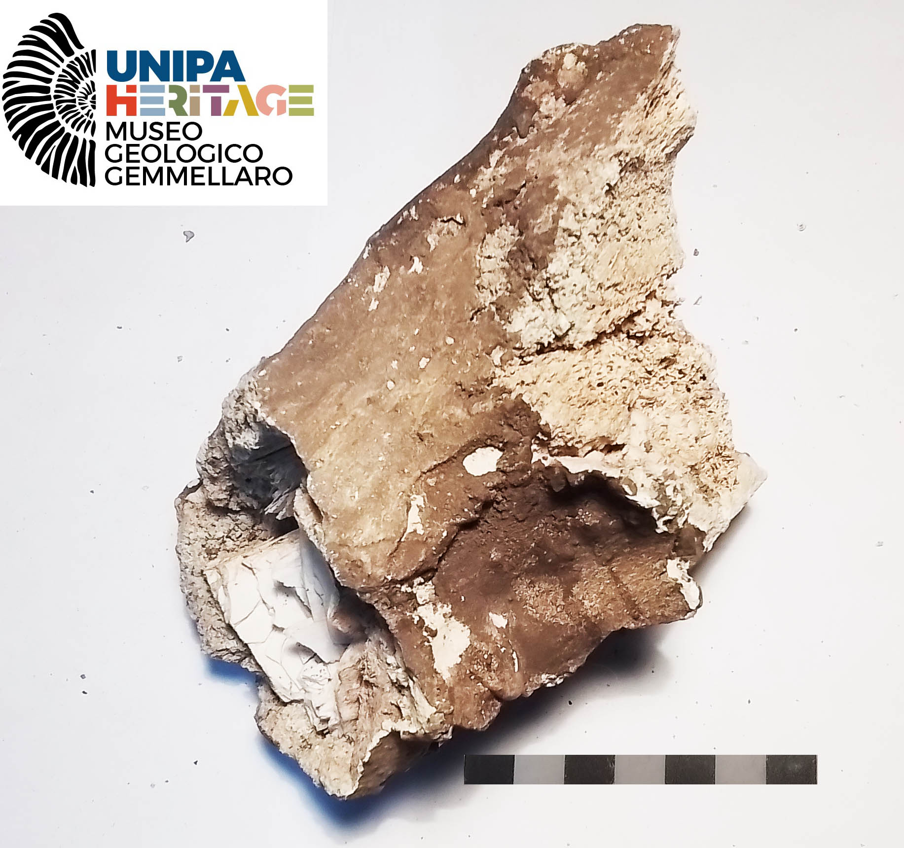 fossile (Canino inferiore destro di Hippopotamus pentlandi, esemplare)