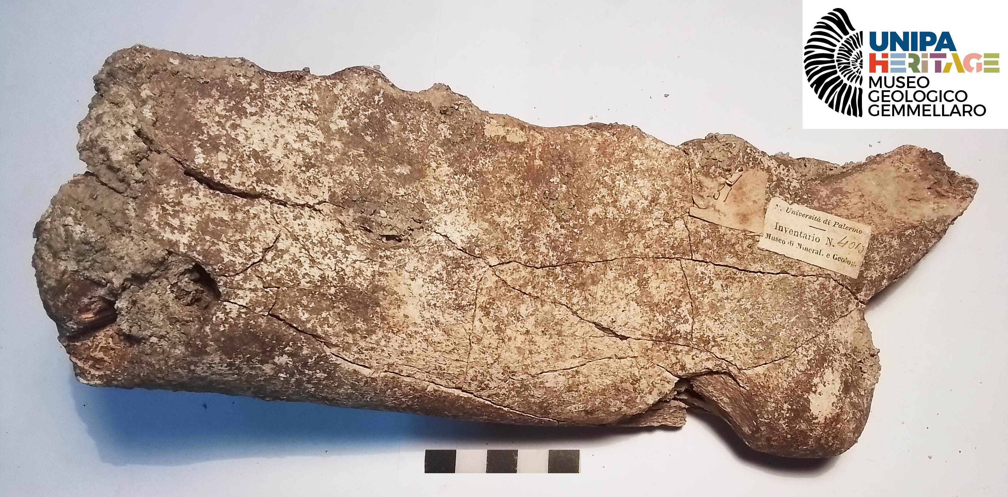 fossile (Emimandibola destra di Hippopotamus pentlandi, esemplare)