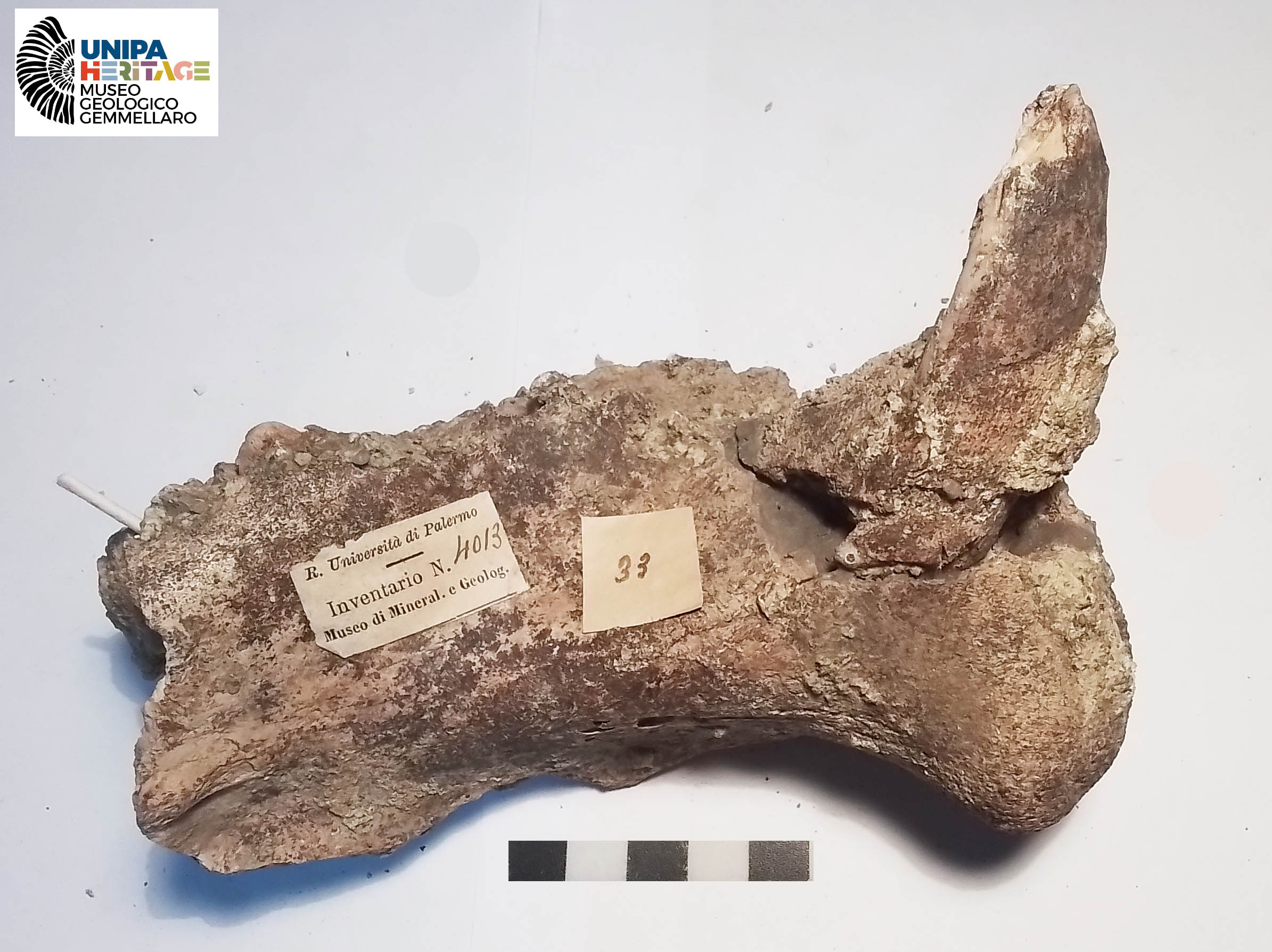 fossile (Frammento di mascellare sinistro di Hippopotamus pentlandi, esemplare)