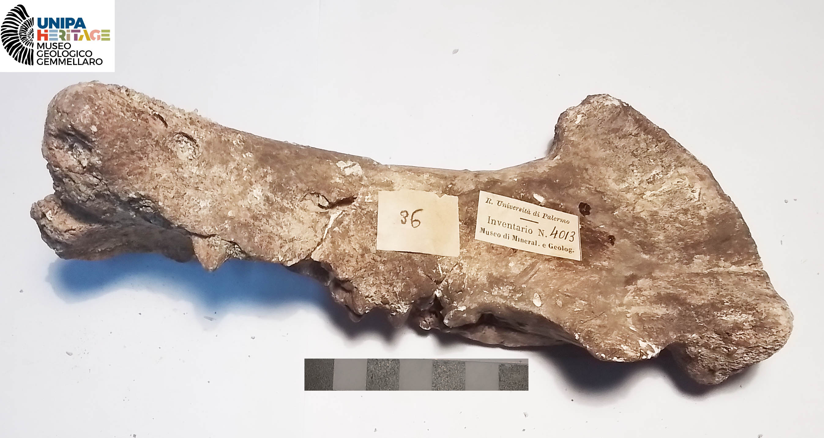 fossile (Frammento di emimandibola sinistra di Hippopotamus pentlandi, esemplare)