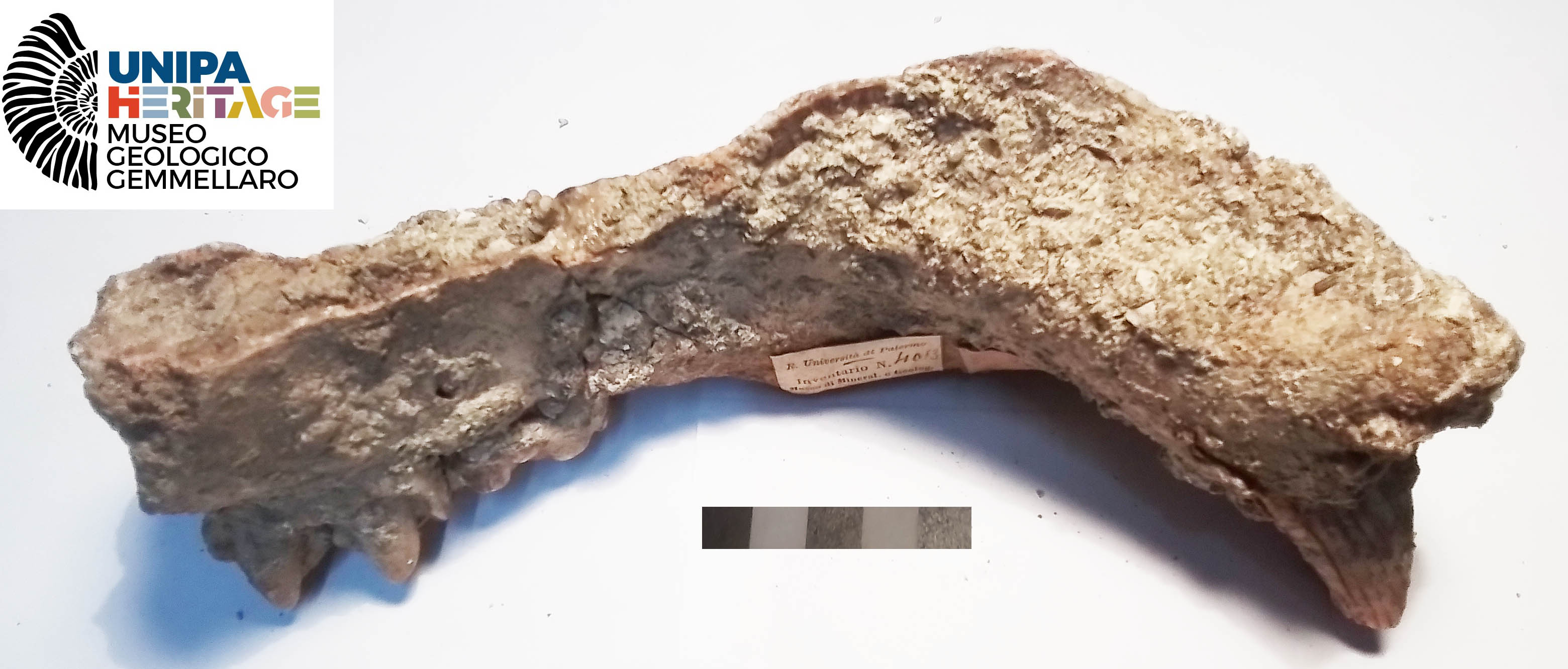 fossile (Frammento di mascellare destro di Hippopotamus pentlandi, esemplare)