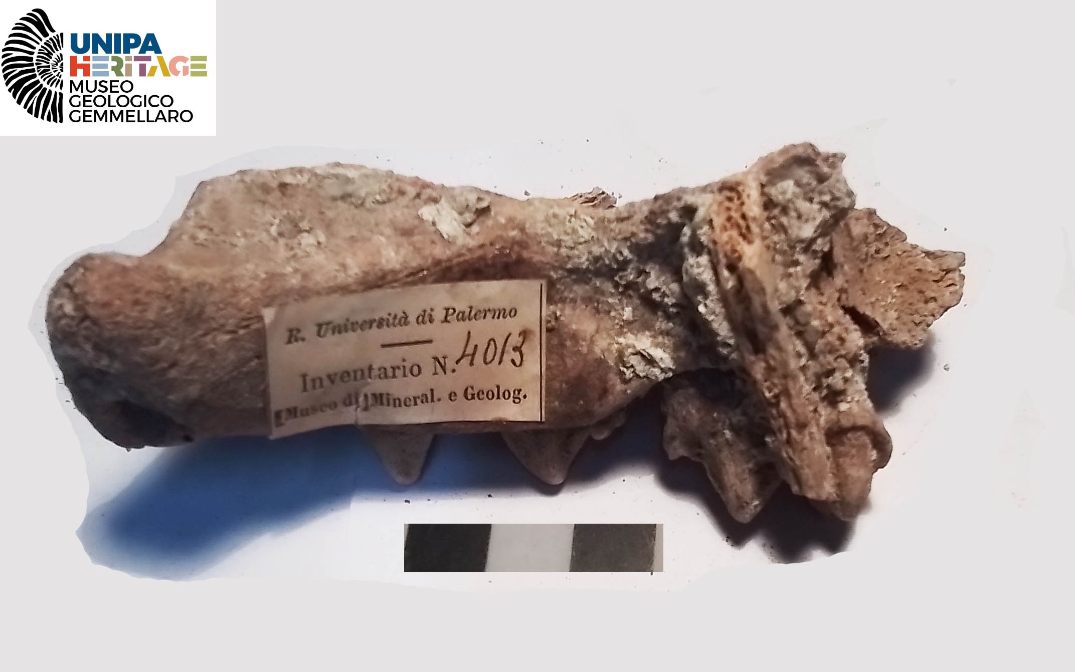 fossile (Frammento di mascellare sinistro di Hippopotamus pentlandi, esemplare)