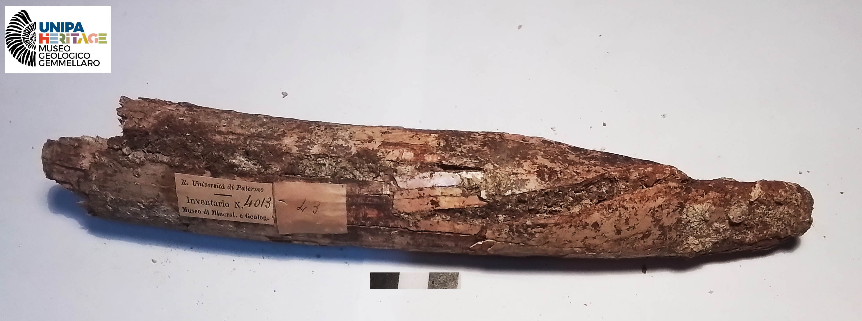 fossile (Incisivo inferiore di Hippopotamus pentlandi, esemplare)