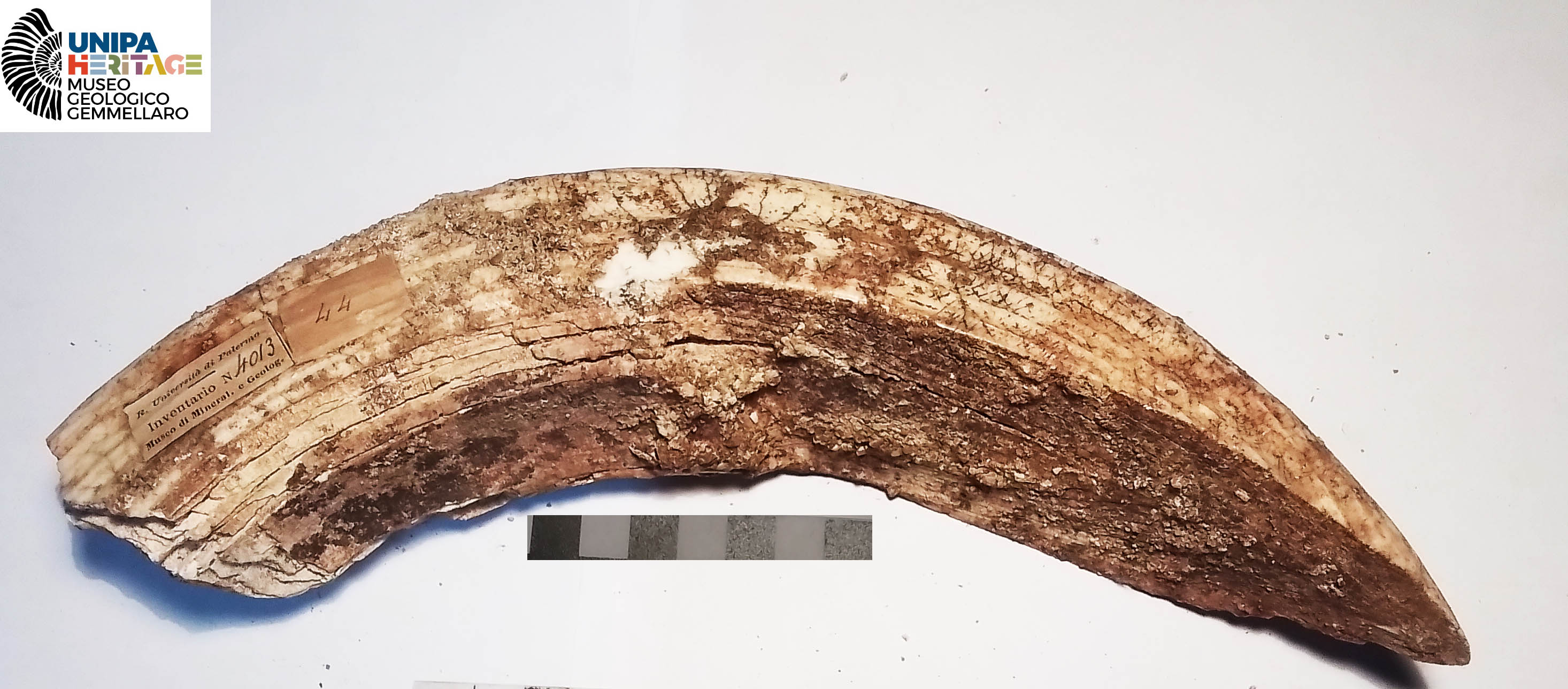 fossile (Canino inferiore di Hippopotamus pentlandi, esemplare)