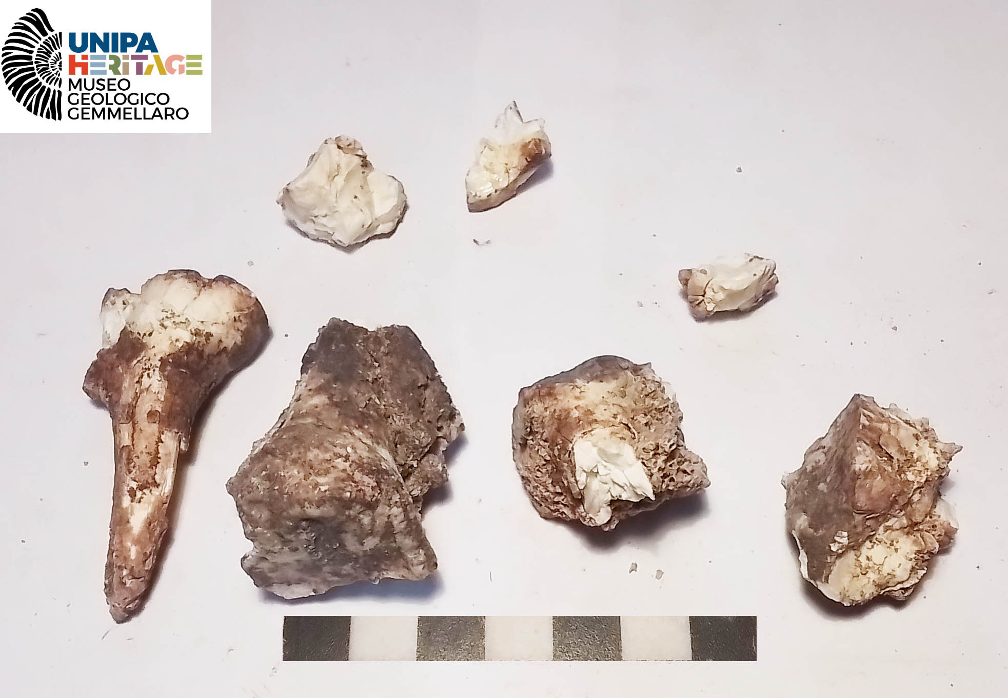 fossile (Frammenti di molari di Hippopotamus pentlandi, esemplare)