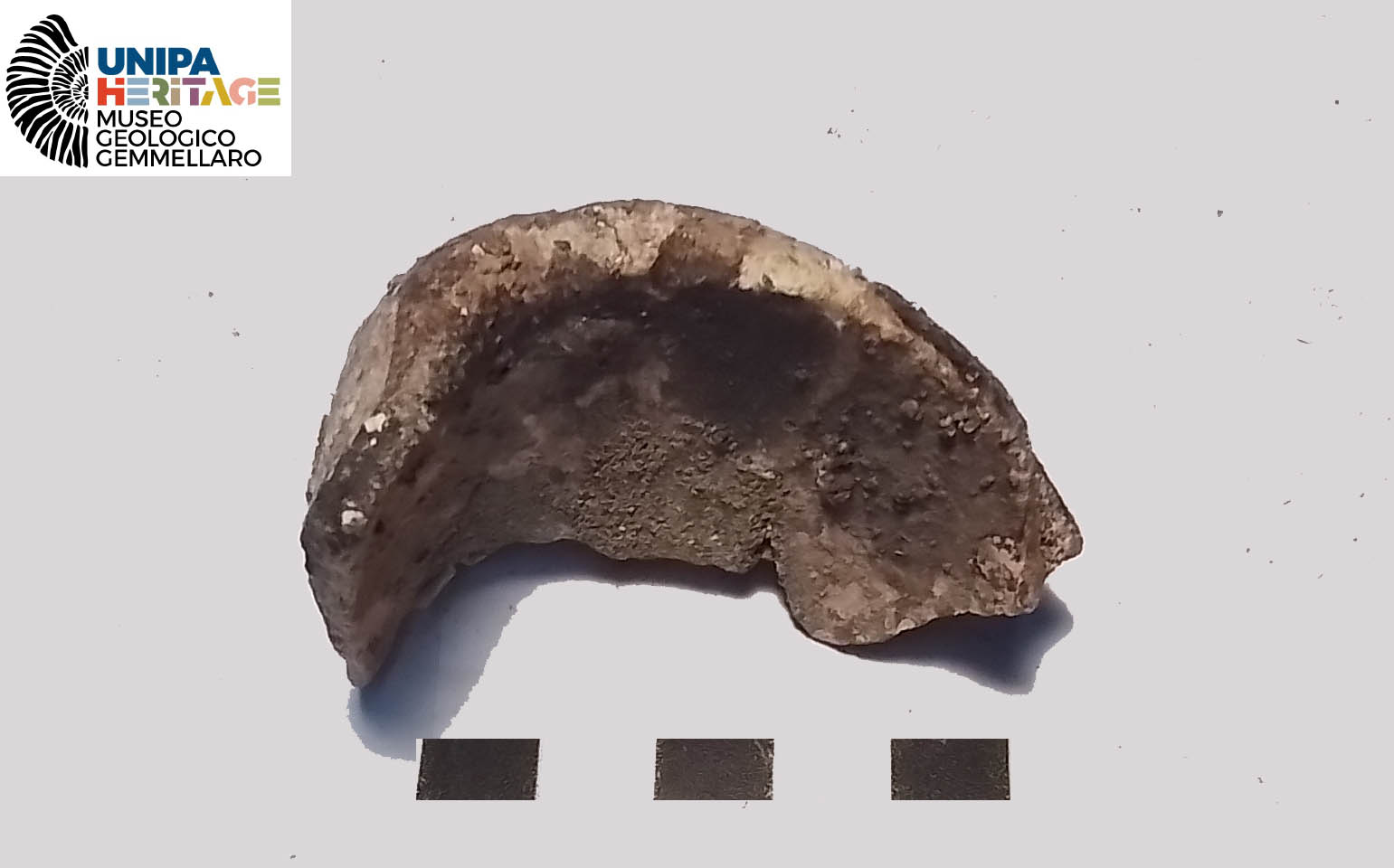 fossile (Frammento osseo indeterminato di Hippopotamus pentlandi, esemplare)