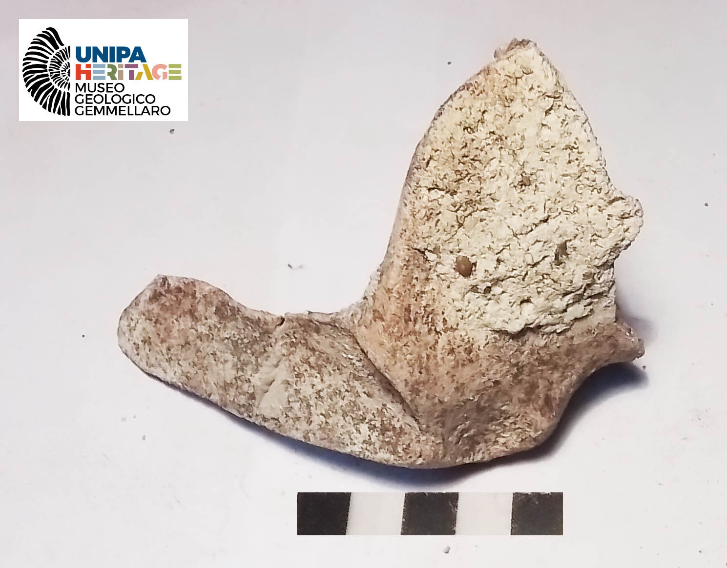 fossile (Frammenti craniali vari di Hippopotamus pentlandi, esemplare)