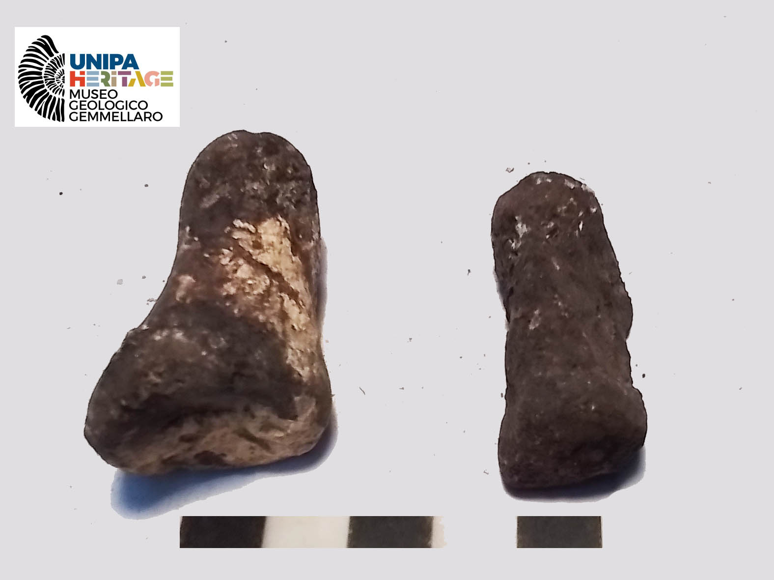 fossile (Falangi di Hippopotamus pentlandi, esemplare)