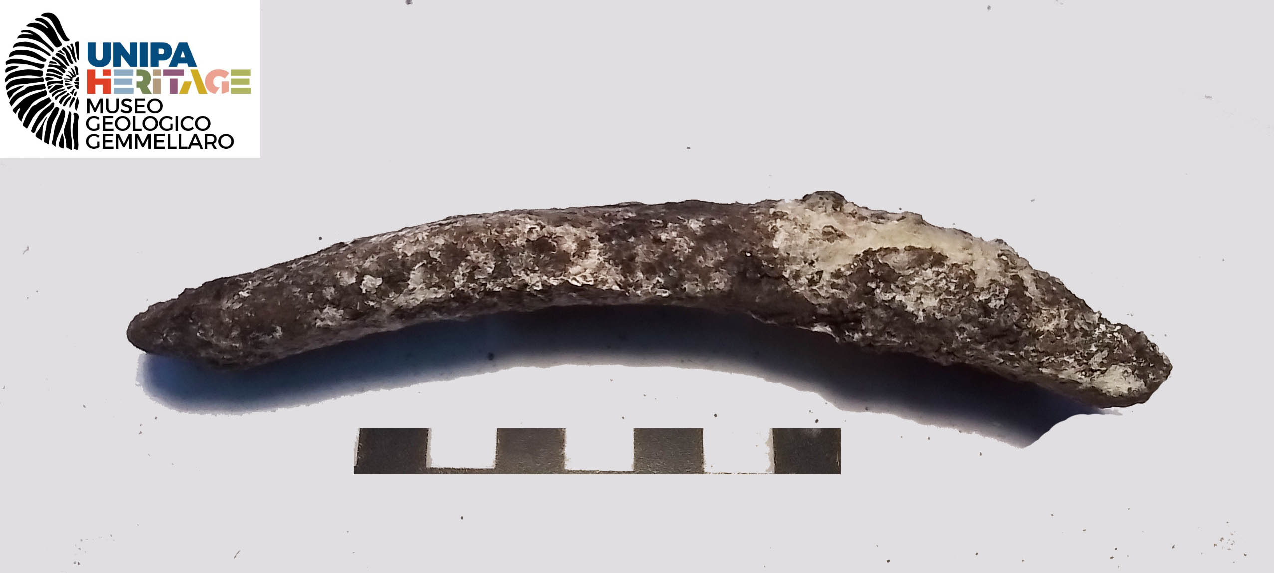 fossile (Costola di Hippopotamus pentlandi, esemplare)