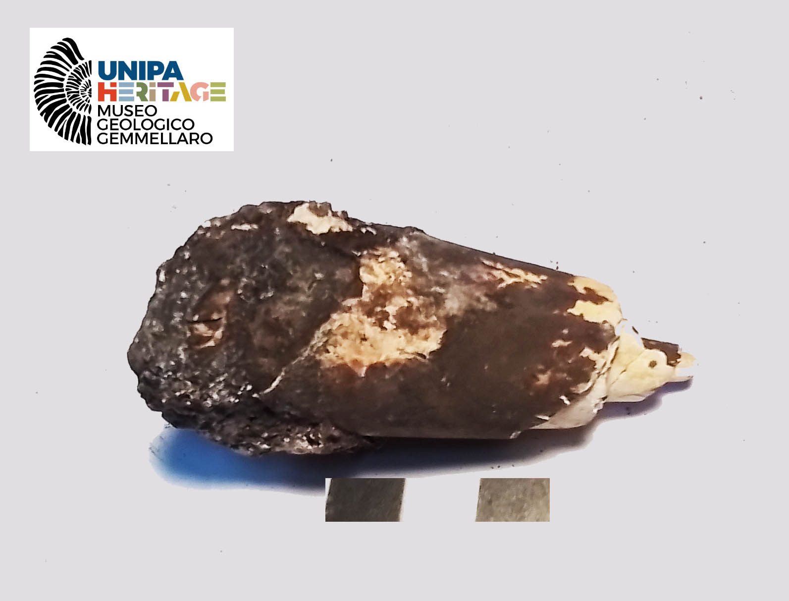 fossile (Frammento di incisivo di Hippopotamus pentlandi, esemplare)