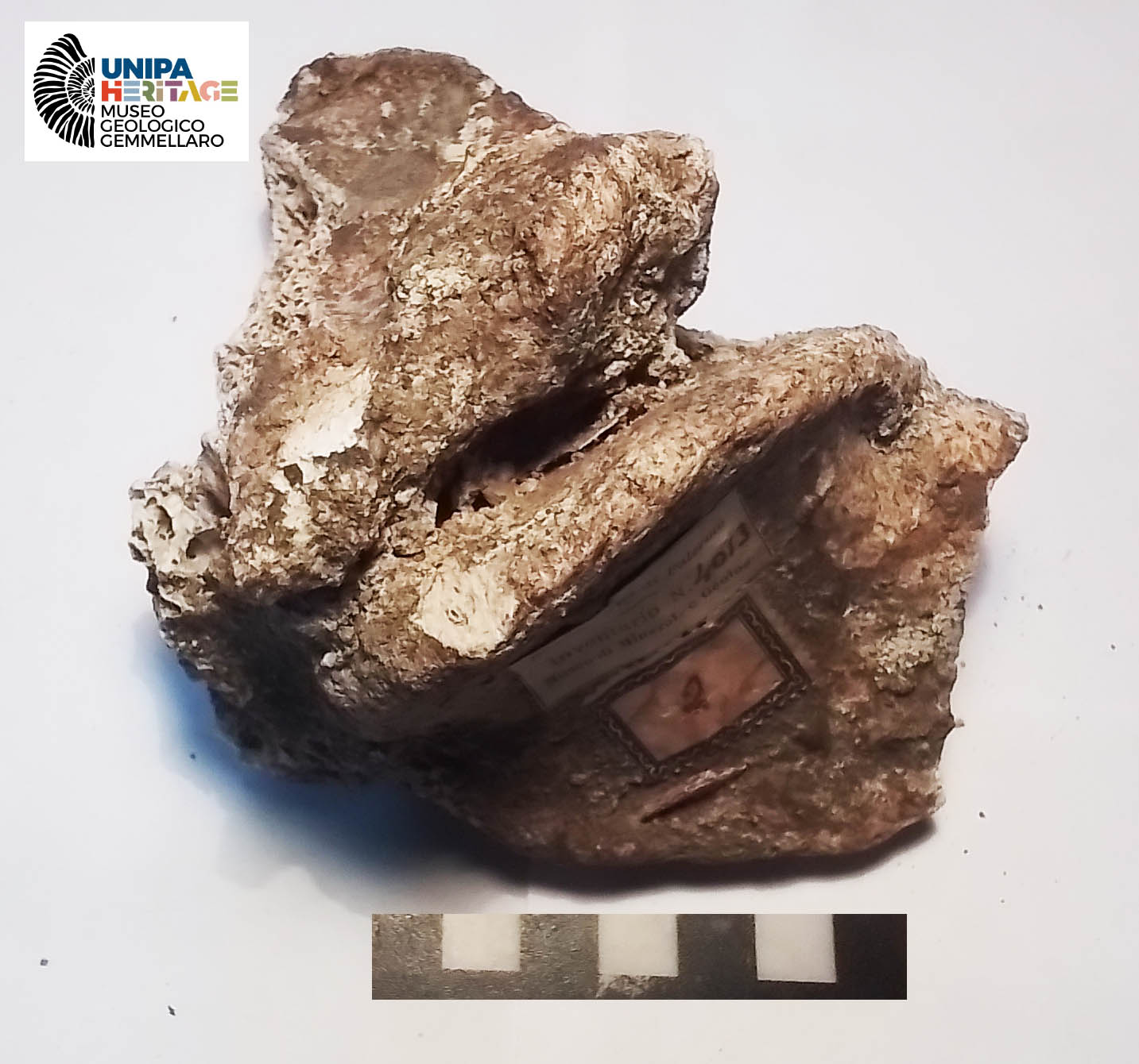 fossile (Frammento temporo-occipitale di Hippopotamus pentlandi, esemplare)