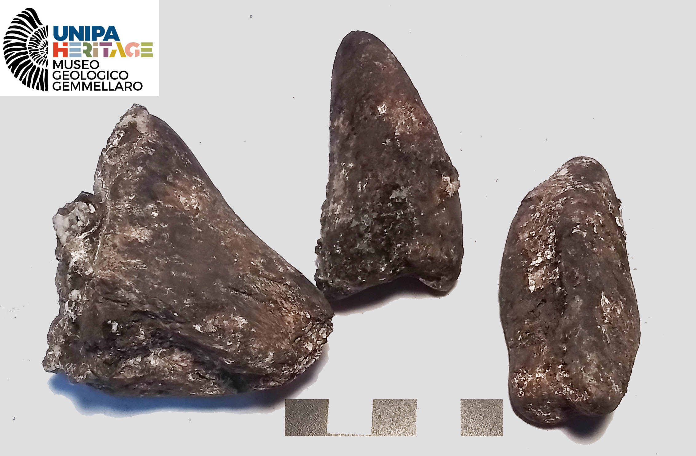 fossile (Frammenti indeterminati di Hippopotamus pentlandi, esemplare)