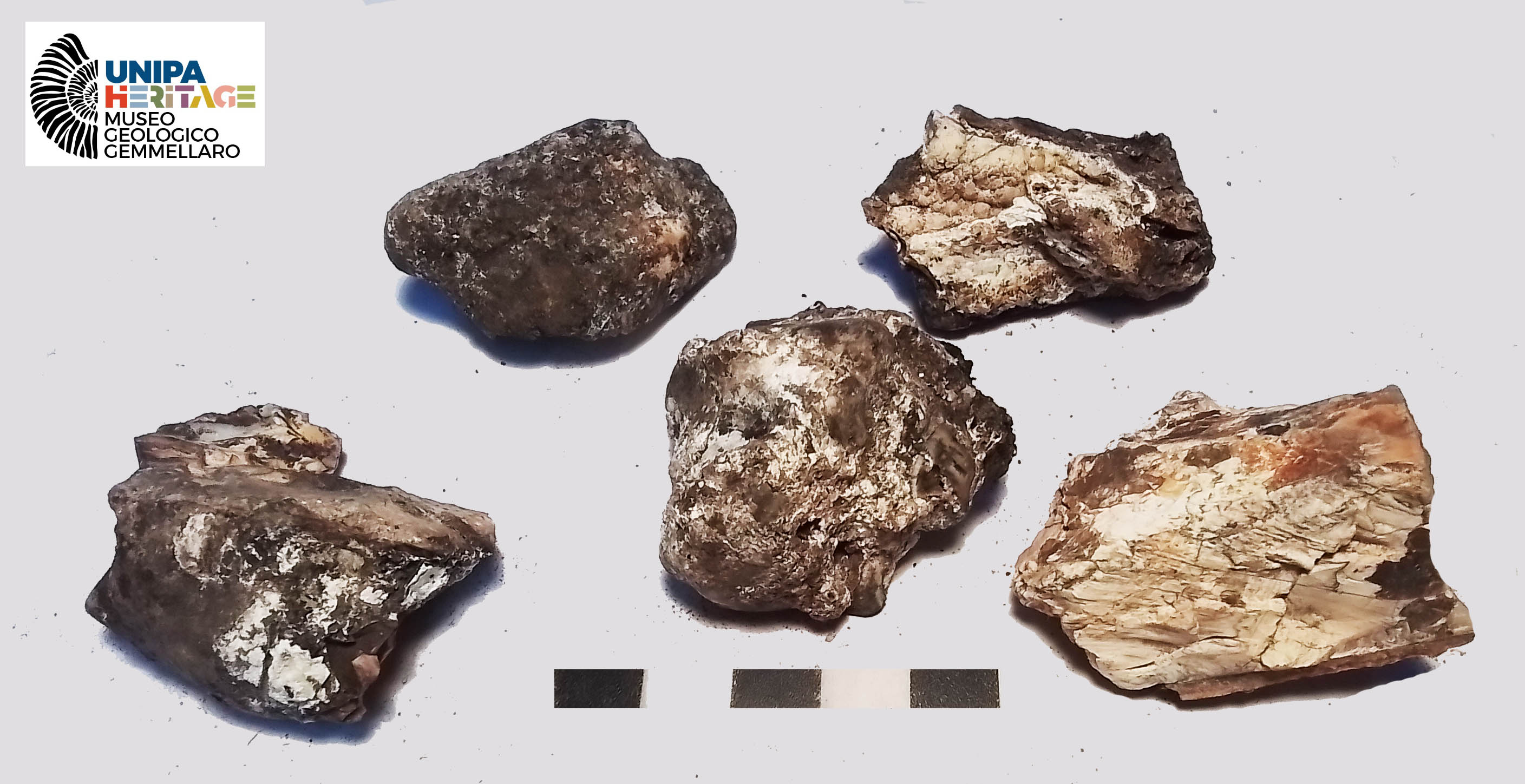 fossile (Frammenti di molari e di premolari di Hippopotamus pentlandi, esemplare)