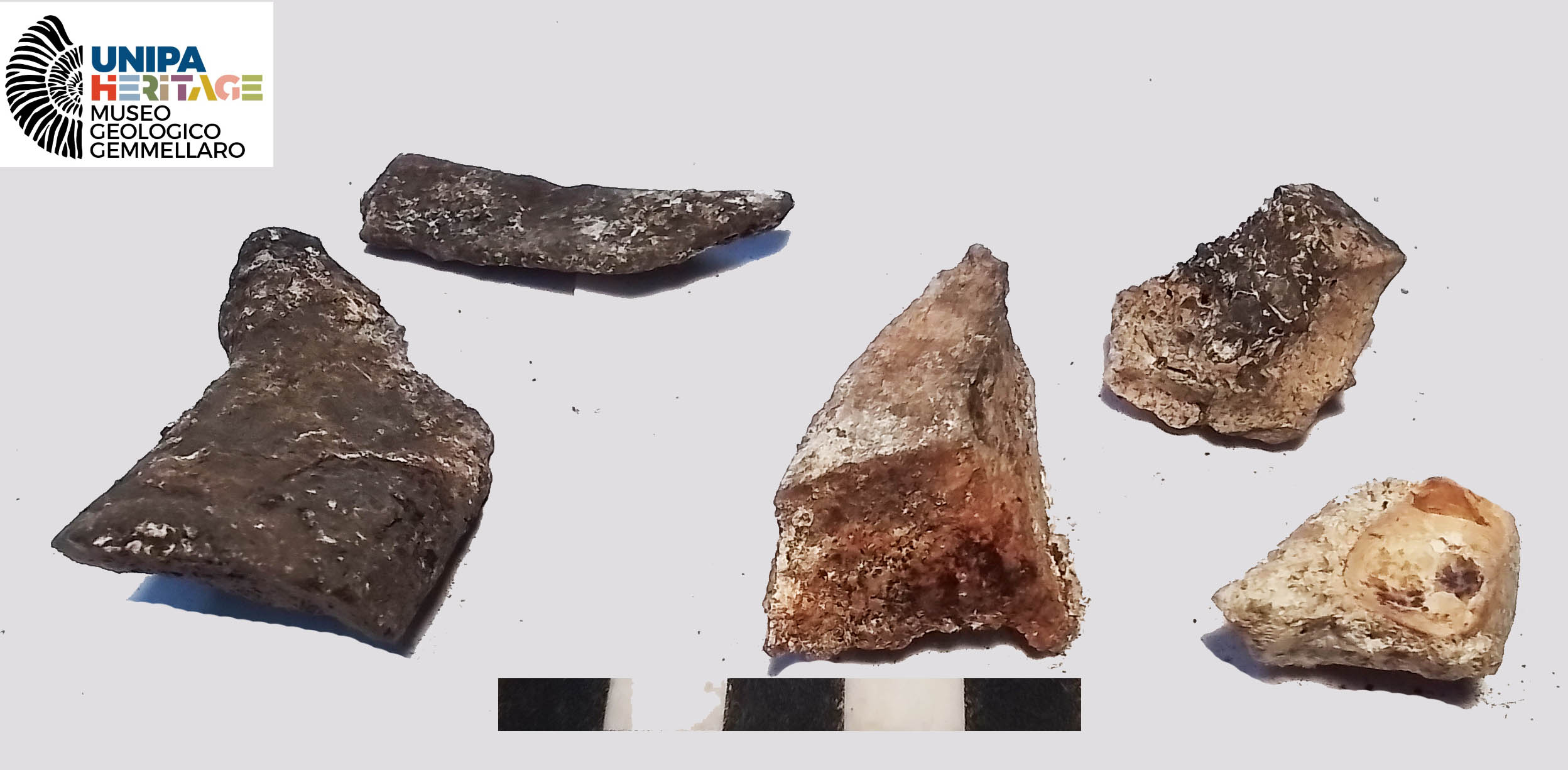 fossile (Frammenti indeterminati di Hippopotamus pentlandi, esemplare)