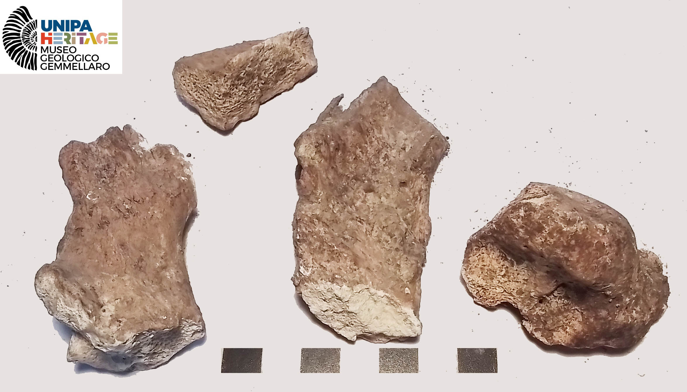 fossile (Frammenti indeterminati di Hippopotamus pentlandi, esemplare)