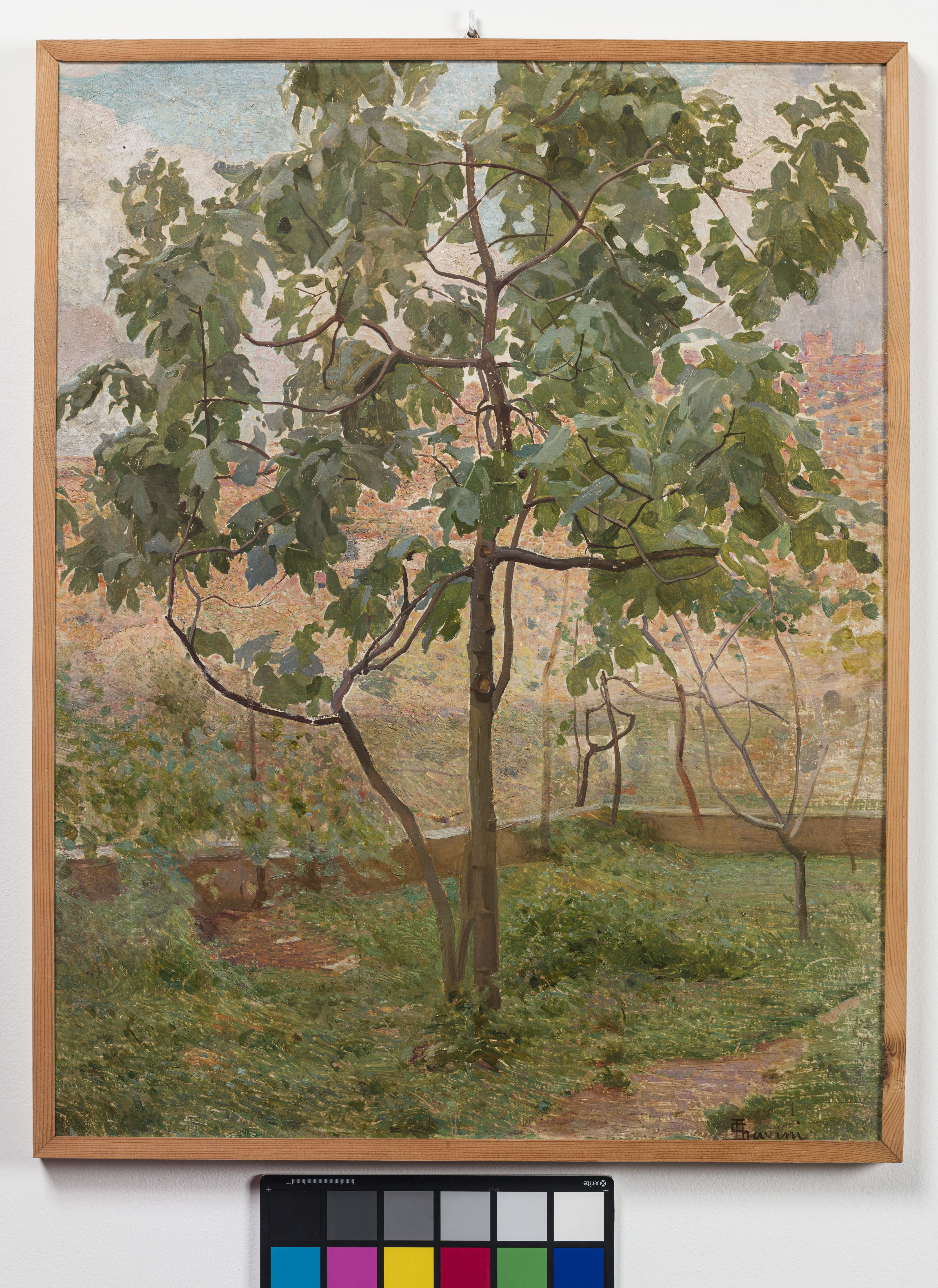 Albero, albero di fico con paesaggio (dipinto, opera isolata) di Savini Alfredo (sec. XX)