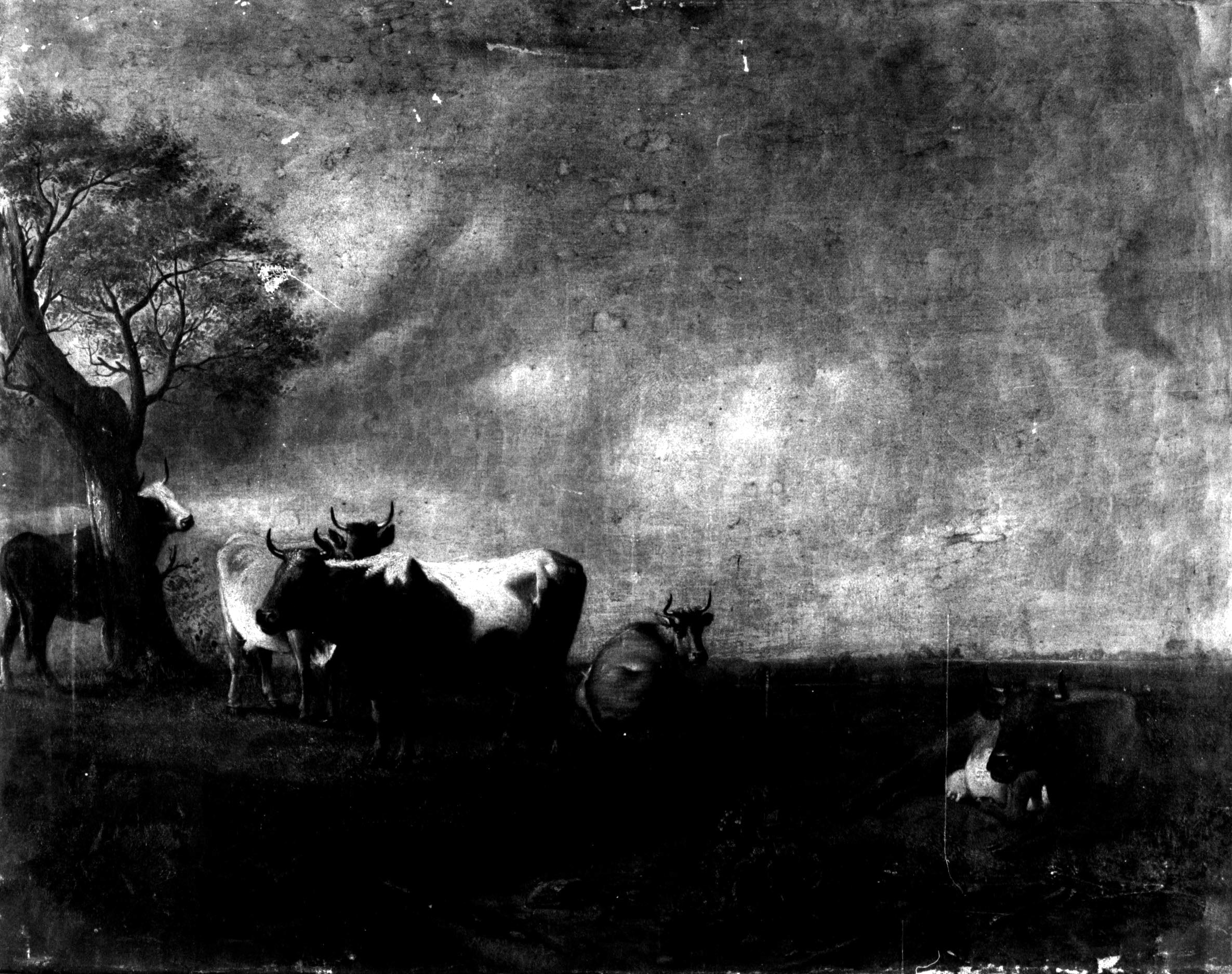 Paesaggio con buoi presso un albero, paesaggio con cinque mucche e un albero (dipinto, opera isolata) di autore ignoto (sec. XIX)