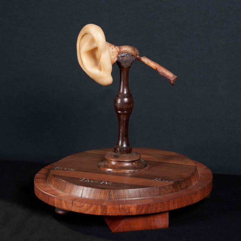 preparato anatomico, orecchio (sec. XVIII)