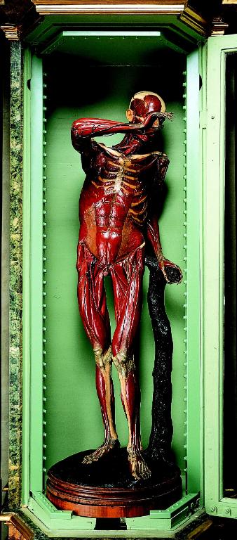 preparato anatomico, scheletro umano maschile di Lelli Ercole (e aiuti) (sec. XVIII)