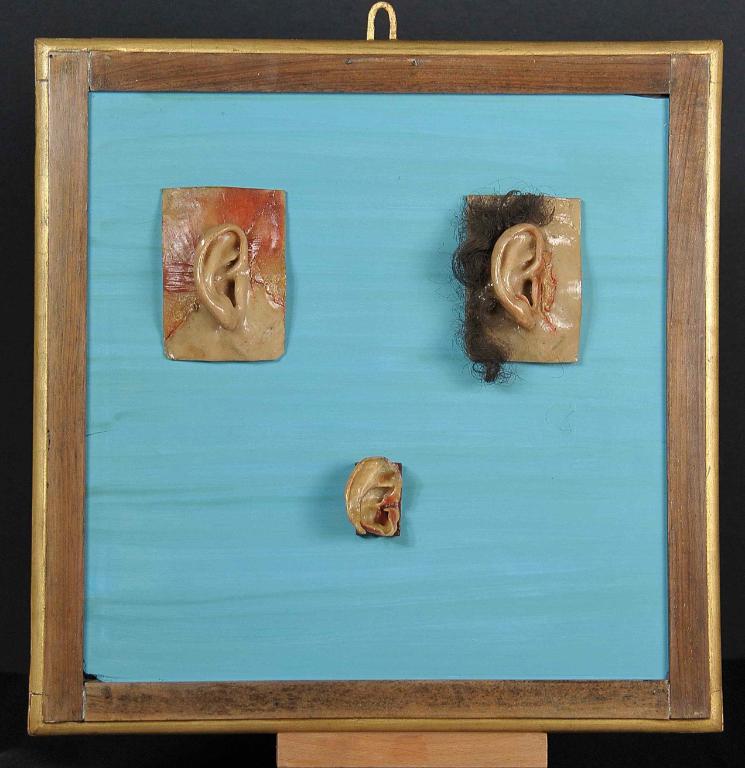 preparato anatomico, muscoli dell'orecchio di Lelli Ercole (e aiuti) (sec. XVIII)