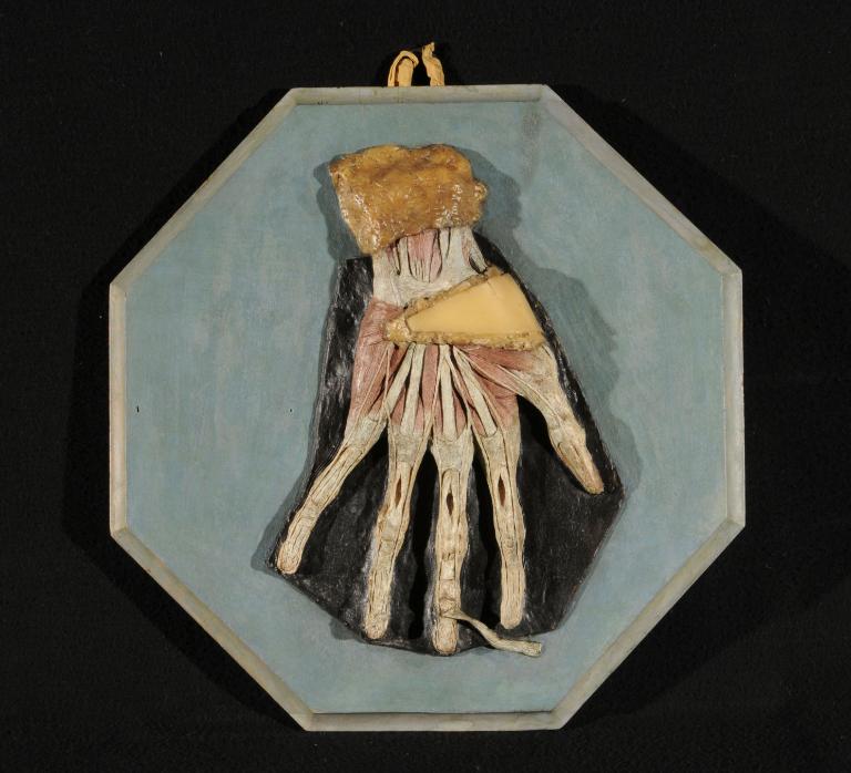 preparato anatomico, muscoli, tendini, nervi della mano di Morandi Anna (sec. XVIII)