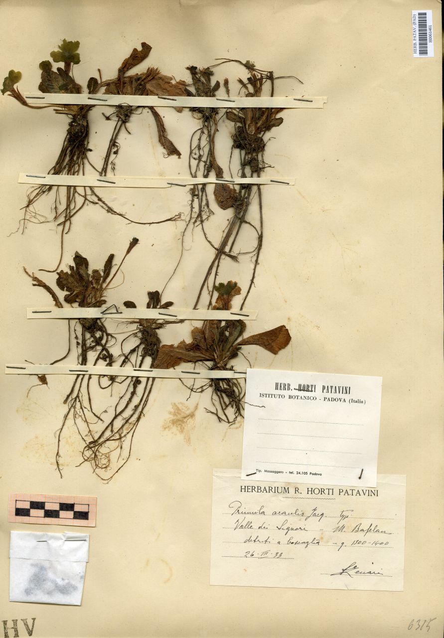 Primula acaulis Jacq. Typ - erbario, Erbario Tre Venezie, Erbario Tre Venezie (1933/03/26)