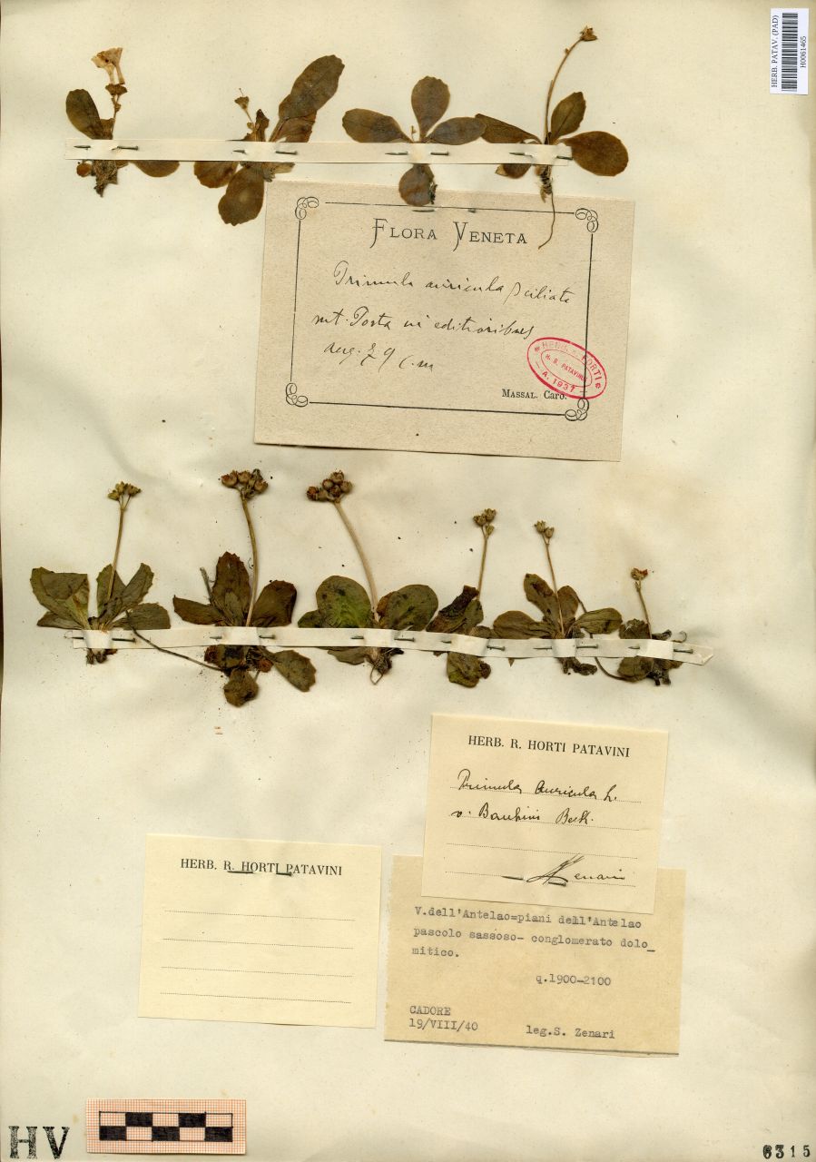 Primula auricola L. v. bauhini Beck - erbario, Erbario Tre Venezie, Erbario Tre Venezie (1940/08/19)