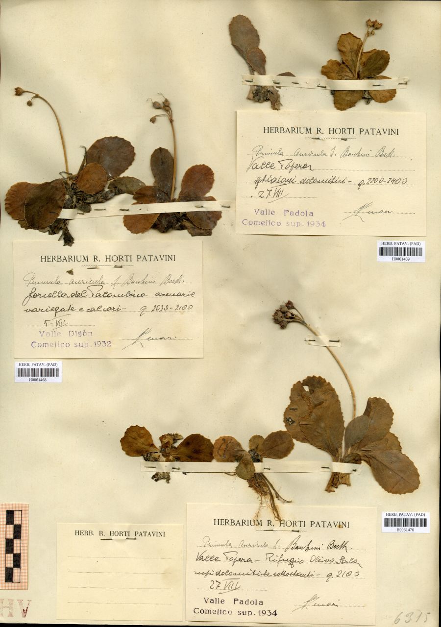 Primula auricola L. v. bauhini Beck - erbario, Erbario Tre Venezie, Erbario Tre Venezie (1934/08/27)