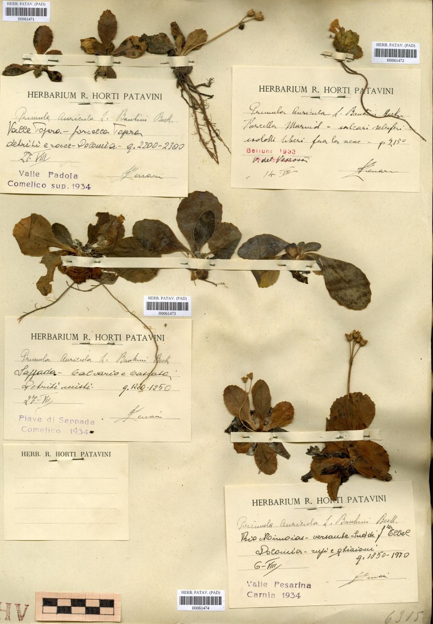 Primula auricola L. v. bauhini Beck - erbario, Erbario Tre Venezie, Erbario Tre Venezie (1934/08/27)