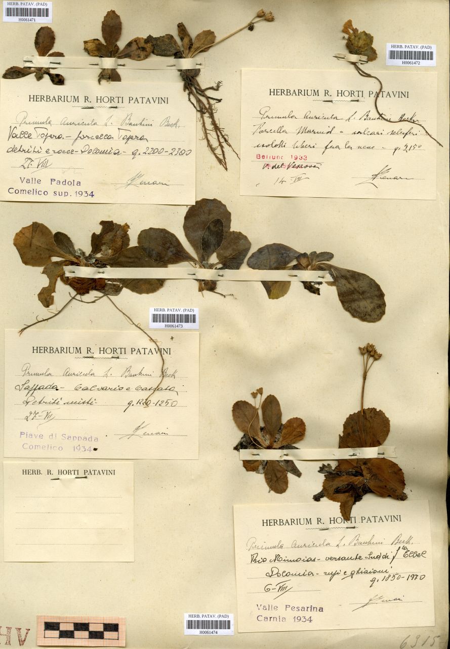 Primula auricola L. v. bauhini Beck - erbario, Erbario Tre Venezie, Erbario Tre Venezie (1933/07/14)